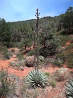 sedona21